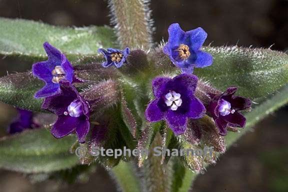 anchusa calcarea 3 graphic